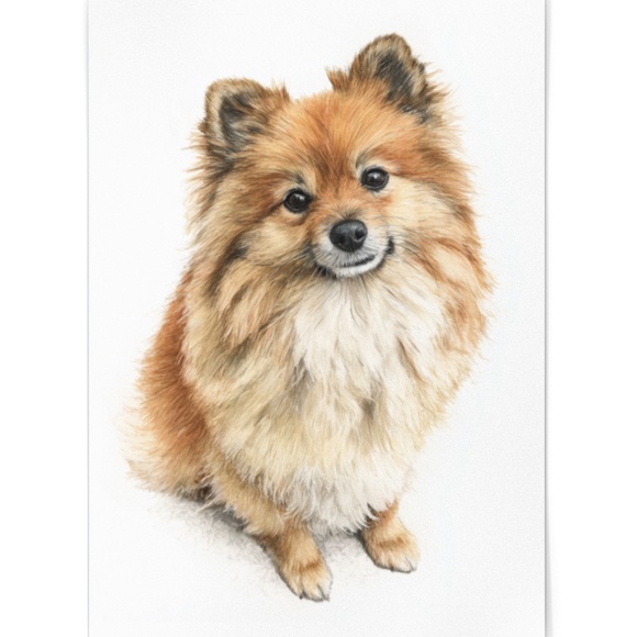Watercolor Pomeranian Dog Portrait Art Print – Unframed Fine Art Poster - Picture 2 of 5